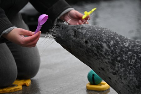 Seehund deutet auf einen von zwei Gegenständen