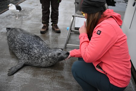 Seehund an Land mit Hand von Diana an Schnauze