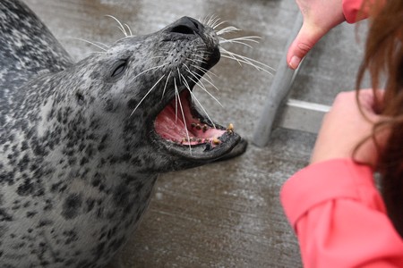 Seehund mit offenem Mund mit offener Hand von Diana