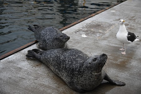 Zwei Seehunde mit Möwe