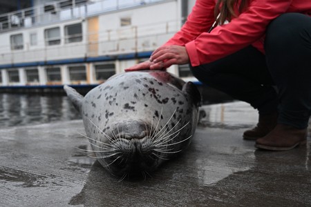 Seehund liegt auf Rücken mit Hand auf Bauch
