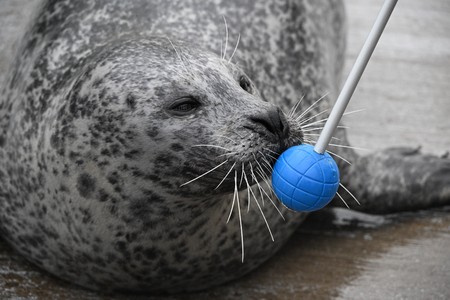 Seehund mit Target an Schnauze