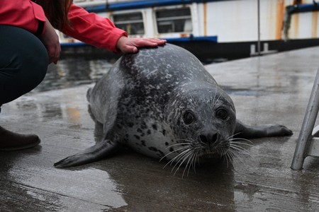 Seehund liegt auf Bauch mit Hand auf Rücken