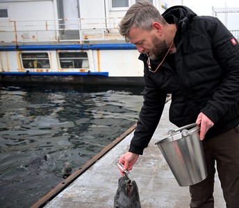 Sven gibt Seehund Fisch