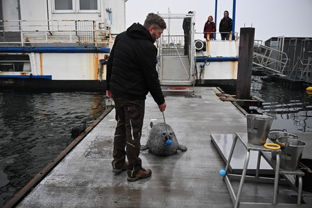 Sven und Seehund an Land mit Target