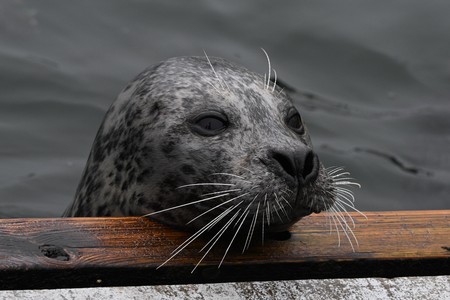 Tiertraining mit Seehunden